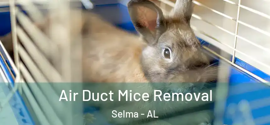 Air Duct Mice Removal Selma - AL